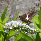Summer garden